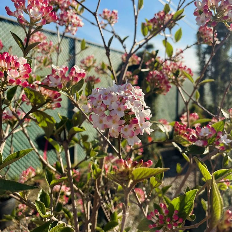 Viburnum (Spring-Flowering Varieties)