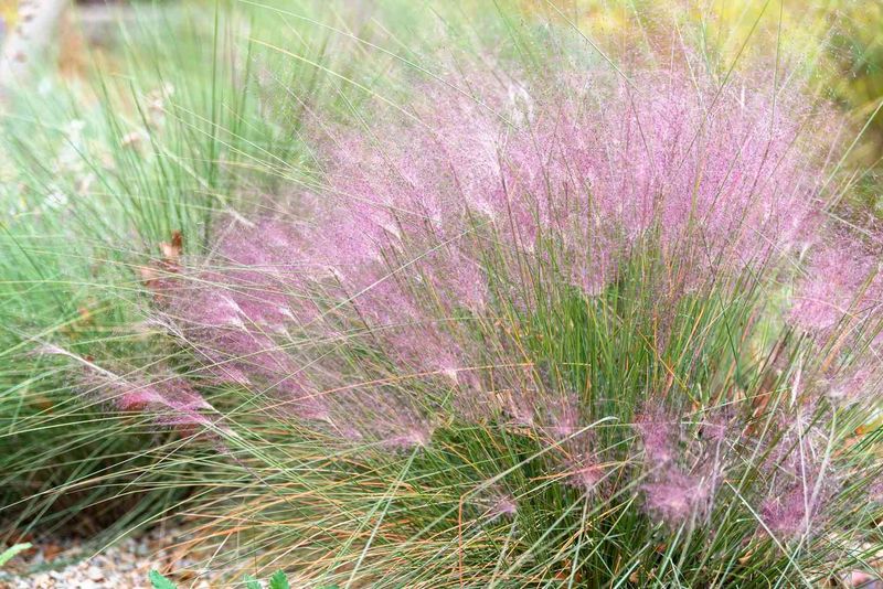Divide Muhly Grass Before New Growth Takes Off