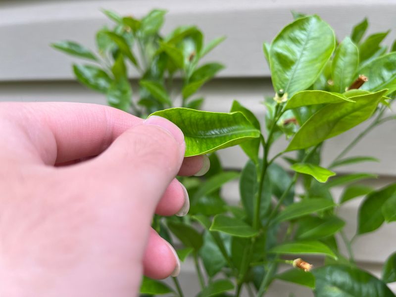 Avoid Overfertilizing To Prevent Excess Leaf Growth