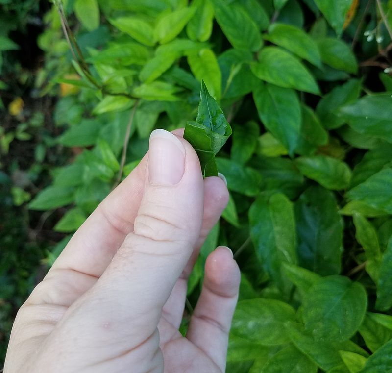 Identify Skunkvine By Its Strong Unpleasant Odor