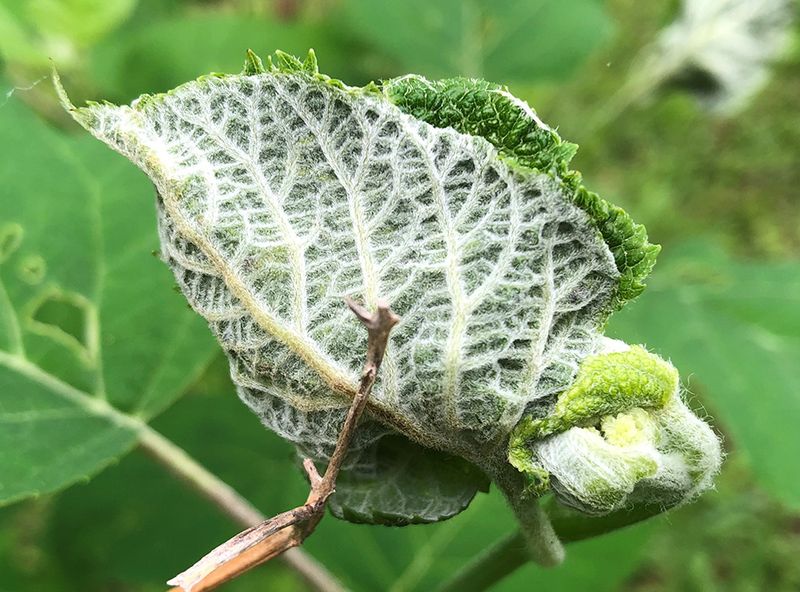 Watch Late Spring Growth Closely