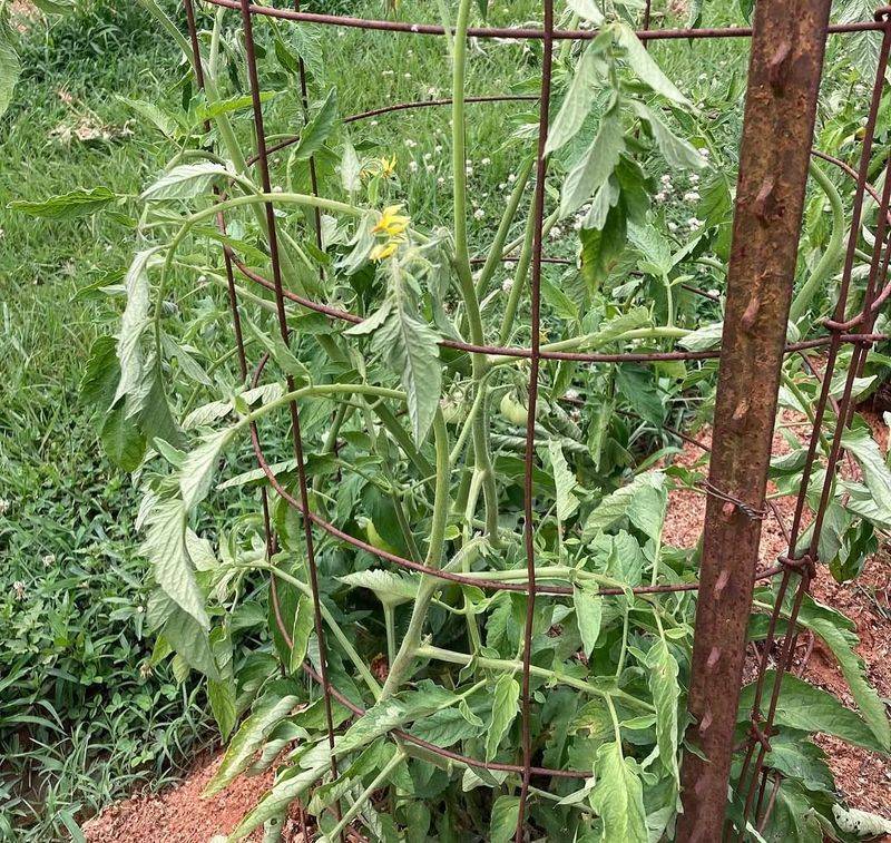 Low Spots That Stay Wet After Rain 