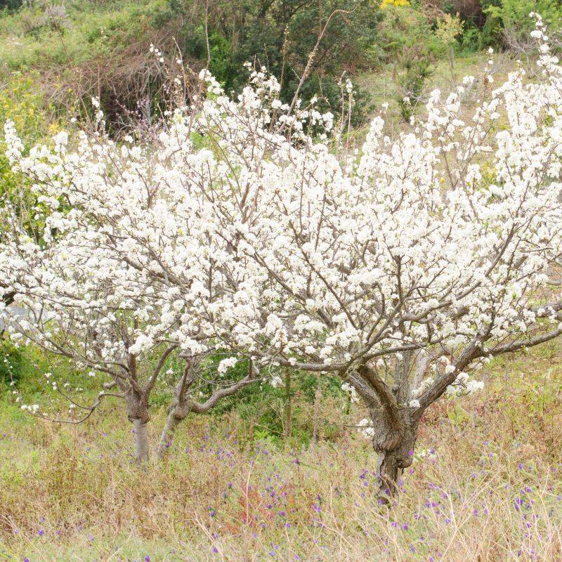 Chickasaw Plum Forms A Tough Native Hedge