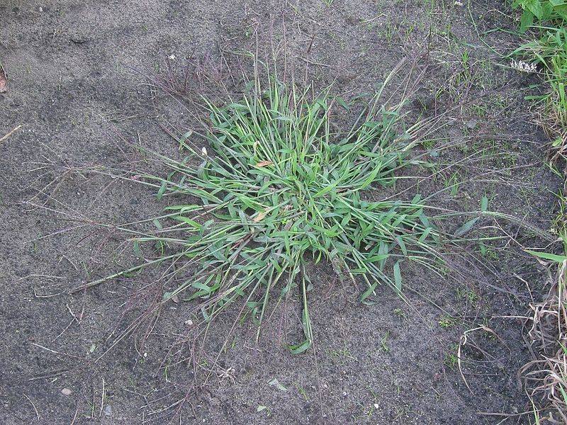 Crabgrass Moves In As Georgia Soil Warms Up