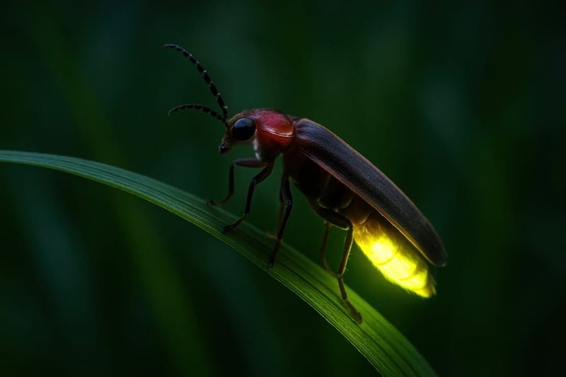 Using Mosquito Yard Sprays Or Foggers