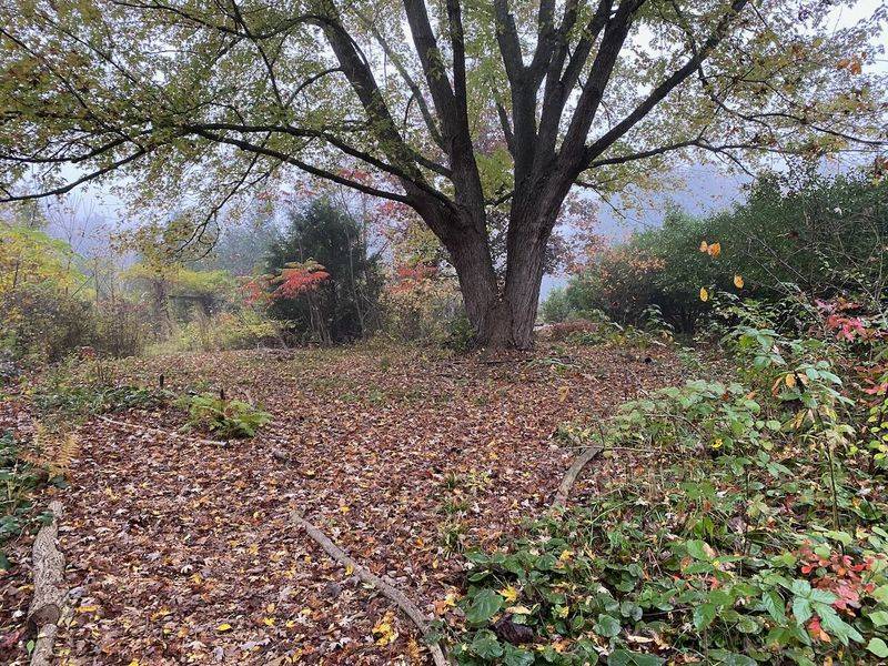 Removing Leaf Litter And Natural Ground Cover