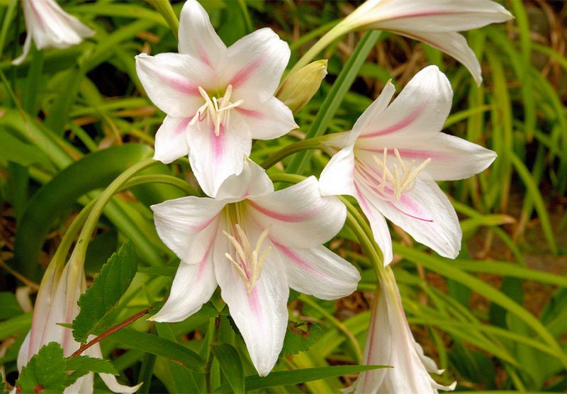 Revive Crinum Lilies With A Fresh Start