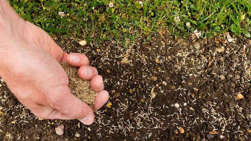 Seeding Bare Spots Too Late For Spring Success