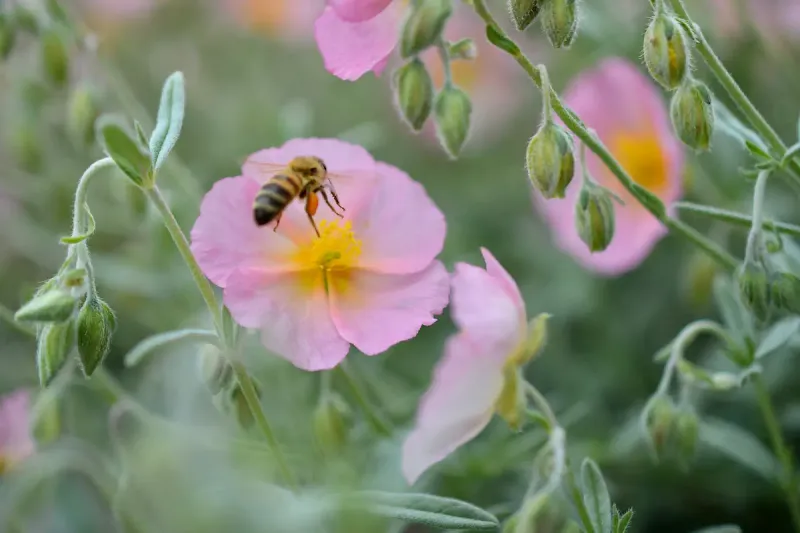 Pollinator Friendly Benefits For Texas Gardens