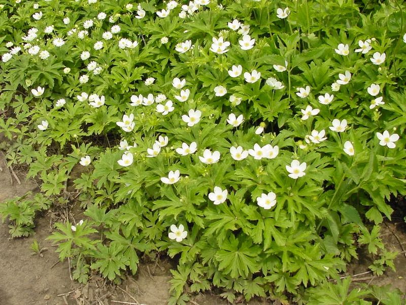 Performs Best In Moist Soils