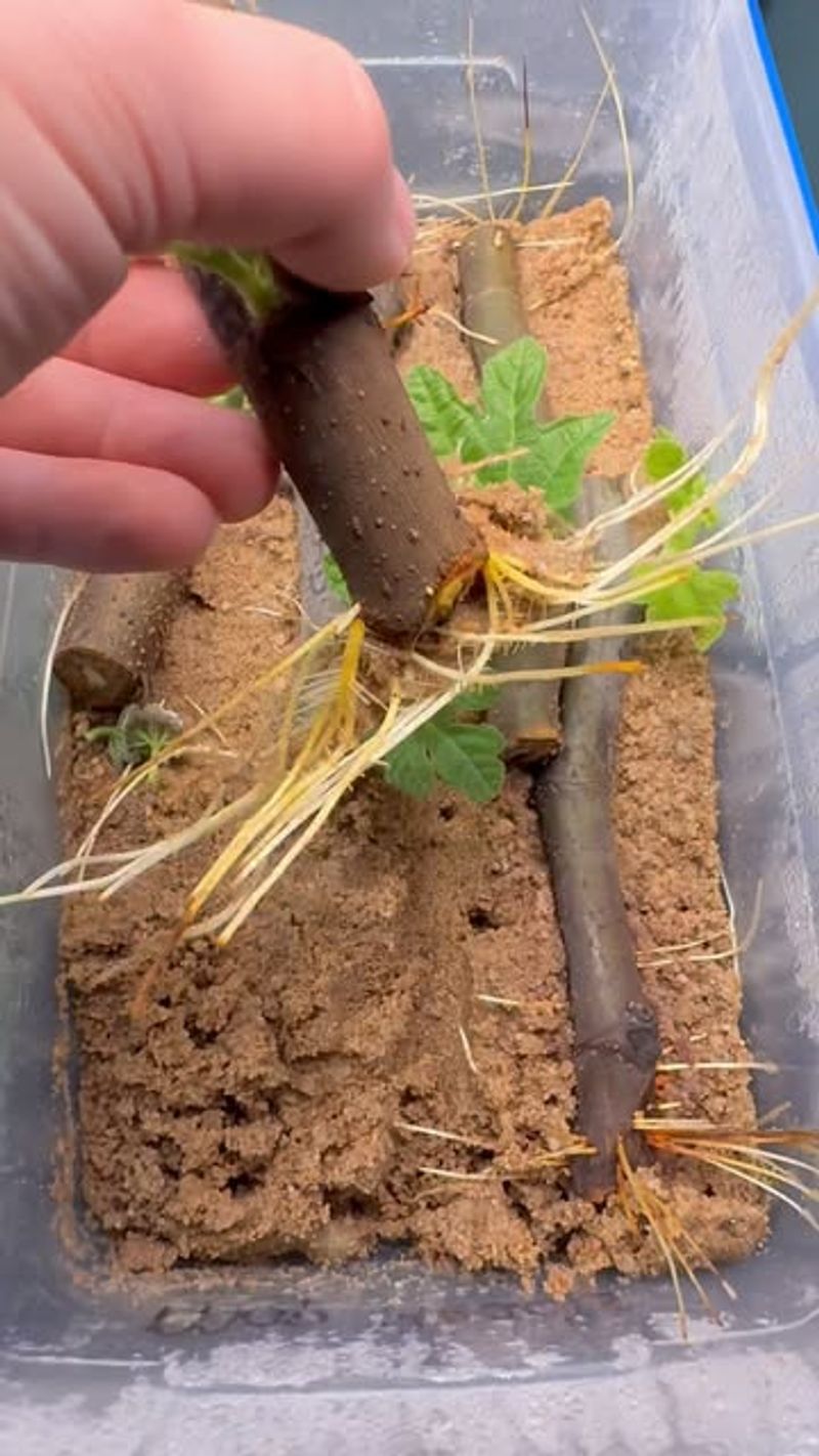 Stem Cuttings Are The Easiest Starting Method