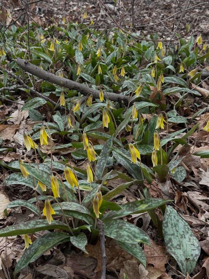 Trout Lily (Erythronium americanum)