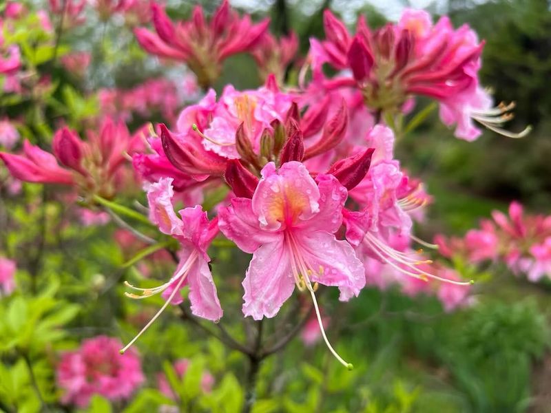 Azaleas To Set Up Next Year’s Show
