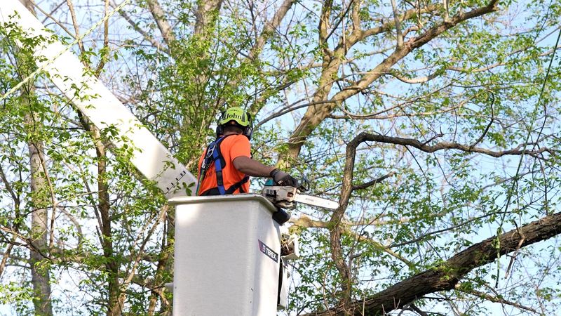 Deciduous Trees Respond Well To Light Shaping