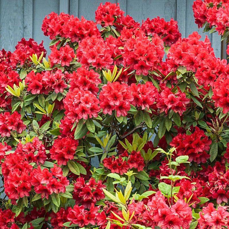 Evergreen Foliage Looks Good All Year