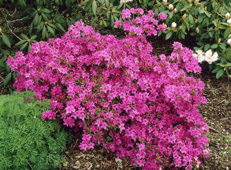 Azaleas May Need More Careful Timing
