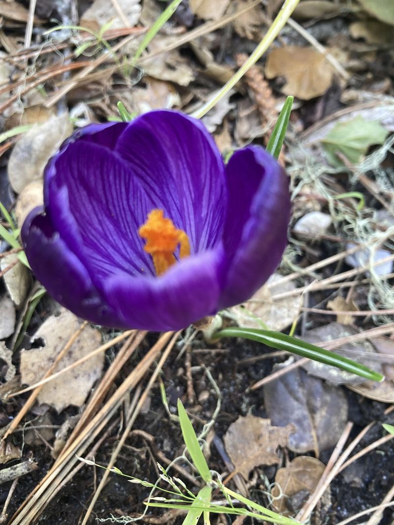 Crocus Adds Color At The Start Of Spring