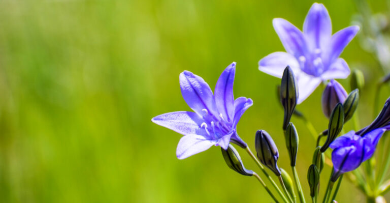 Spring Bulbs That Will Bloom All Season Long In California