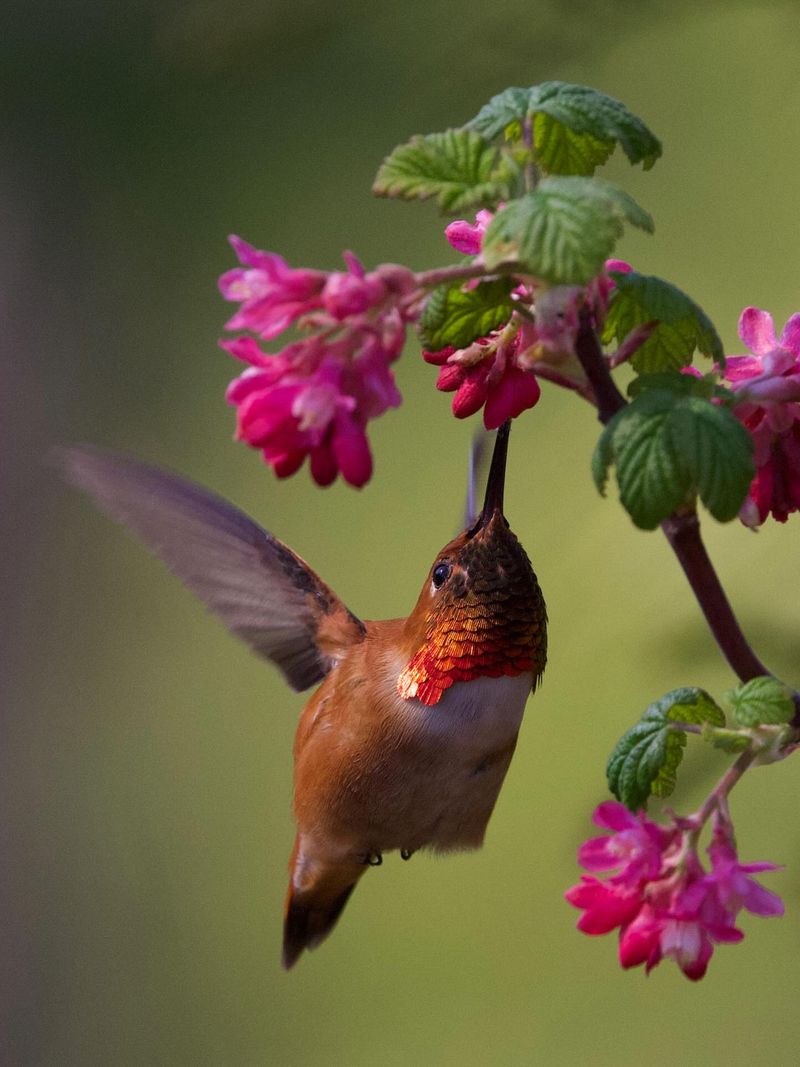 Attracts Hummingbirds And Pollinators