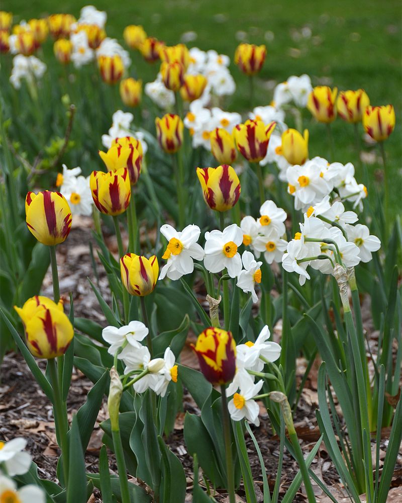 Tulips And Daffodils