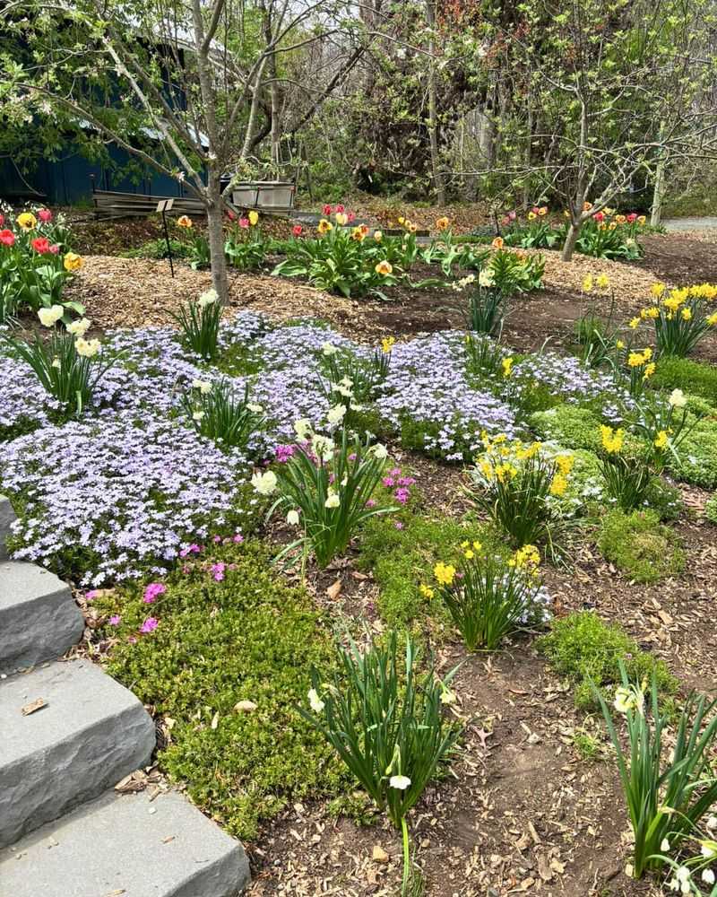 Daffodils And Creeping Phlox