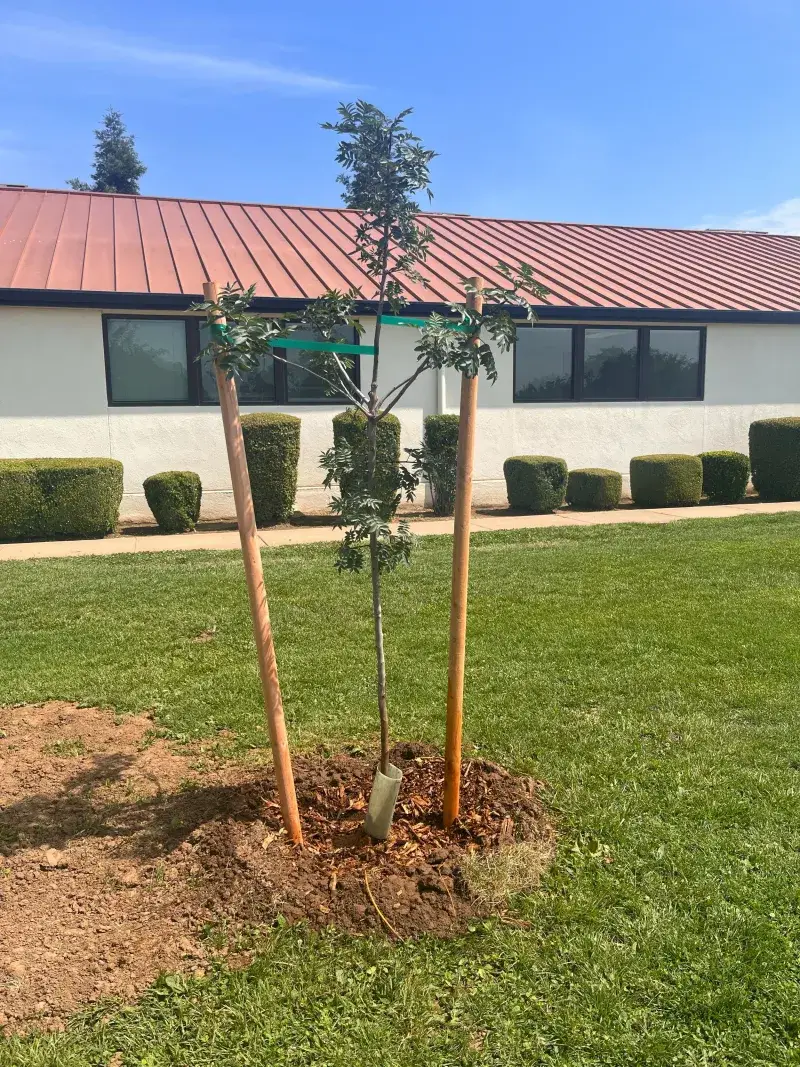Newly Planted Trees And Shrubs Should Not Be Fertilized Yet