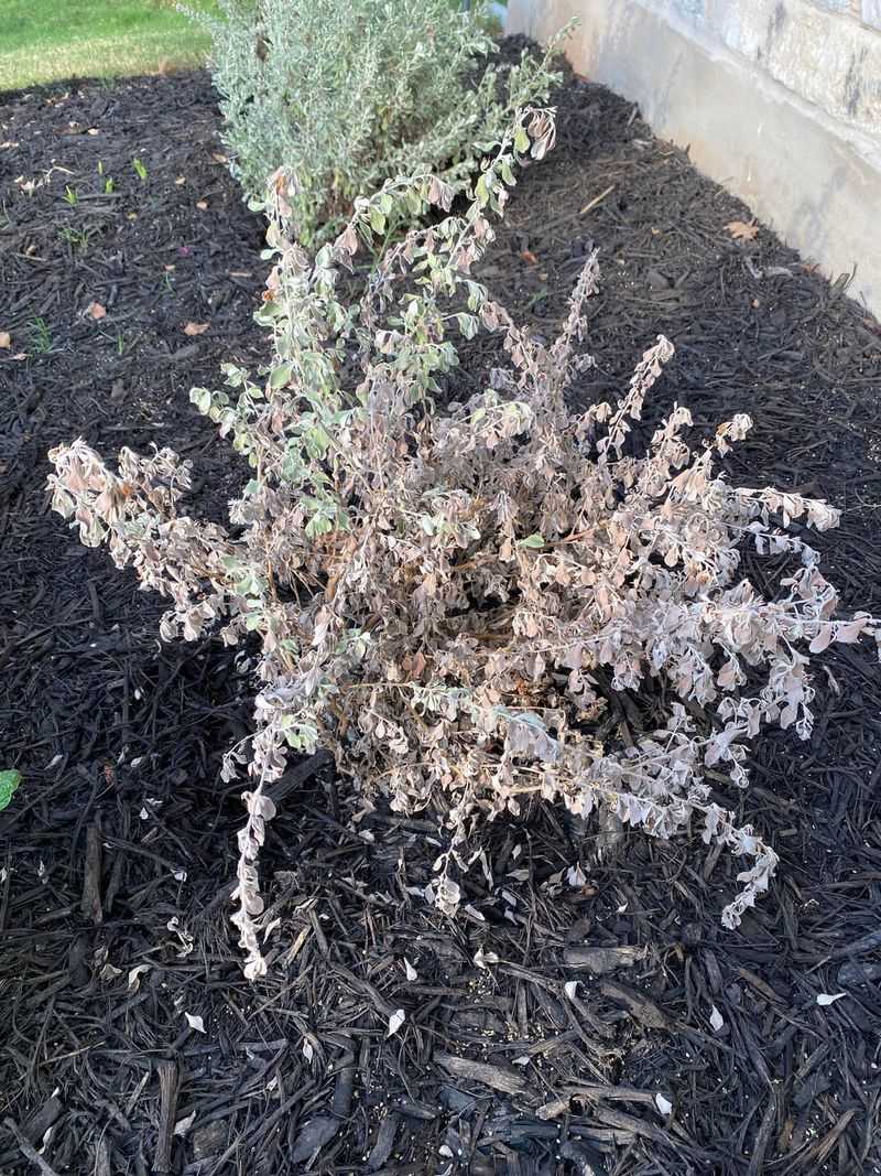 Stressed Plants Should Not Be Fertilized