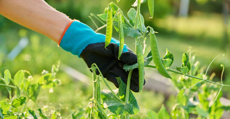 growing peas