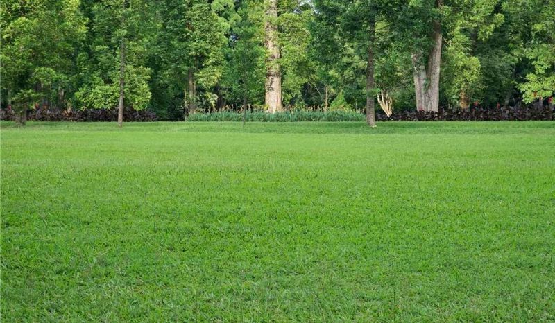 Why Centipedegrass And Zoysiagrass Need More Patience