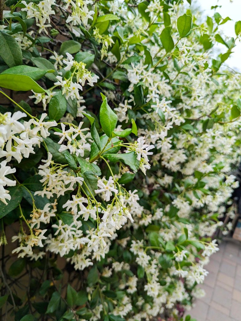 Evergreen Foliage Keeps Fences Looking Full Longer