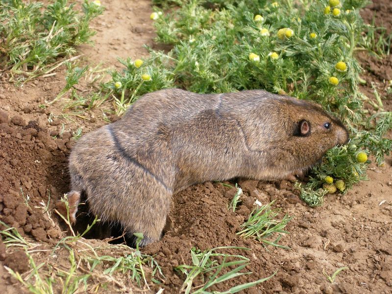 Soft Soil Makes Tunneling Easier