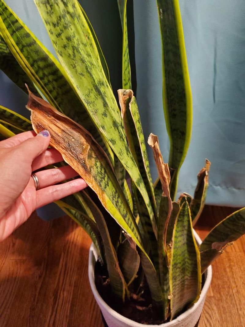 Leaf Tip Browning Is Extremely Common And Usually Has A Simple Cause