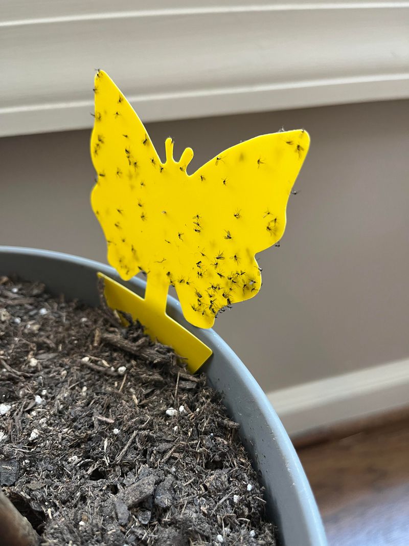 Sticky Traps Help Monitor And Reduce Adult Gnats