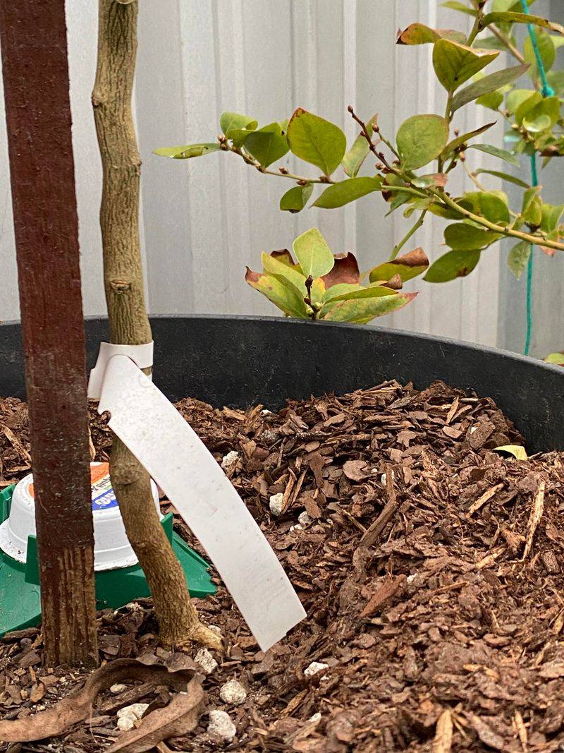 It Keeps Roots Cooler Sooner