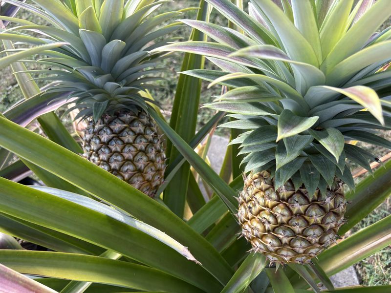 Full Sun Matters More Than Most Gardeners Think