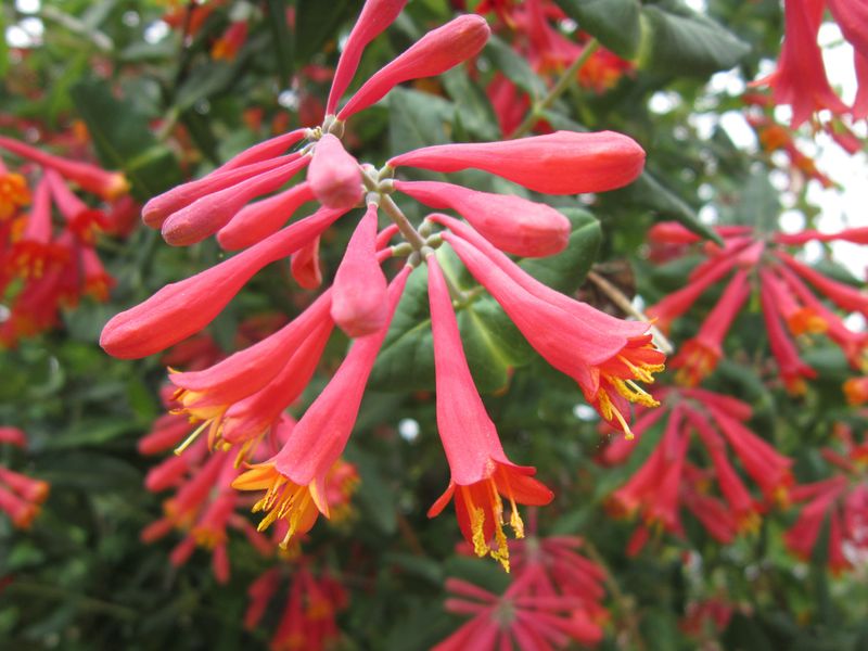 Coral Honeysuckle Sets Up Blooms Earlier Than You Think