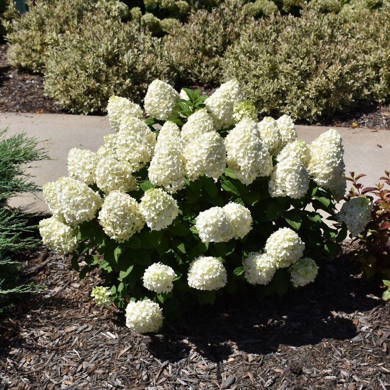 Panicle Hydrangea Also Gets A Spring Trim In Michigan