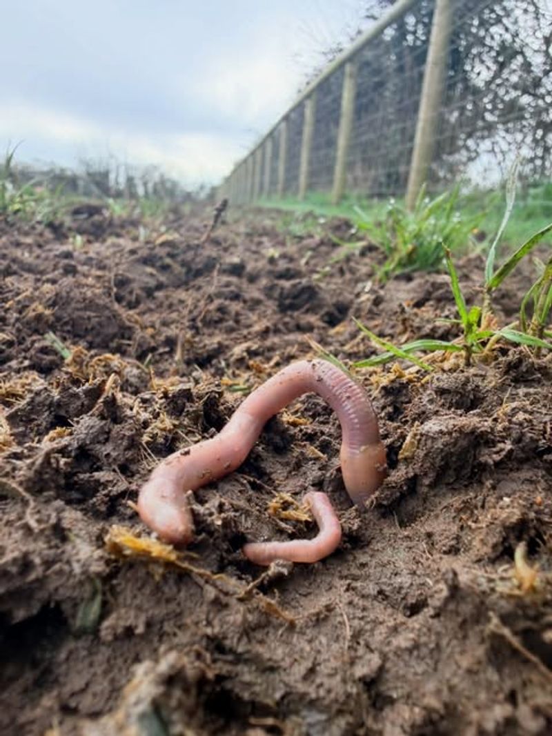 Earthworm Activity Increases In Spring