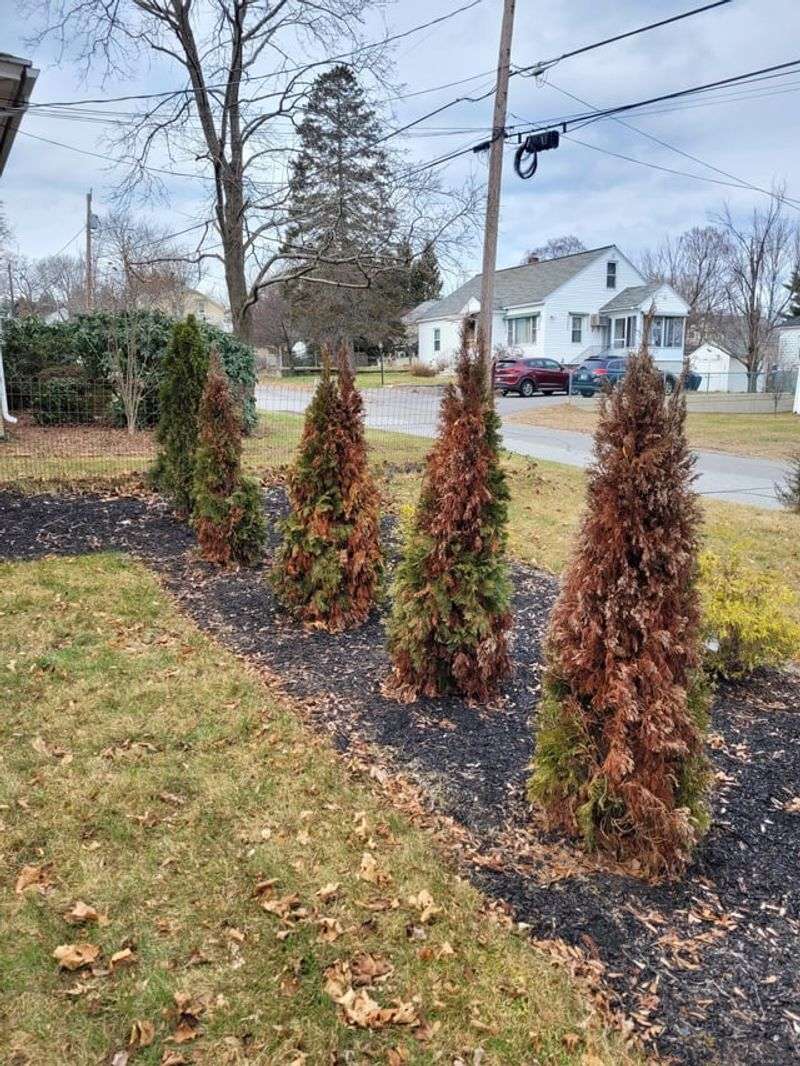 Poor Drainage Can Stress Newly Planted Roots