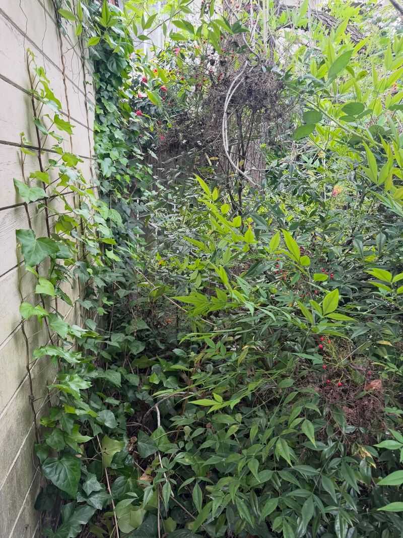 English Ivy Creates Trouble On Walls