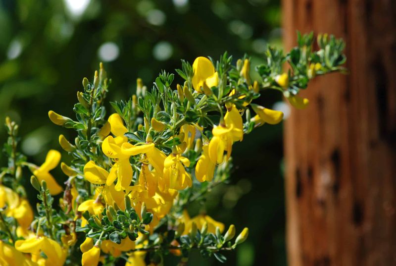 Scotch Broom