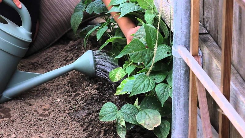 Green Beans (Phaseolus vulgaris)