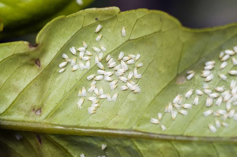 Whiteflies