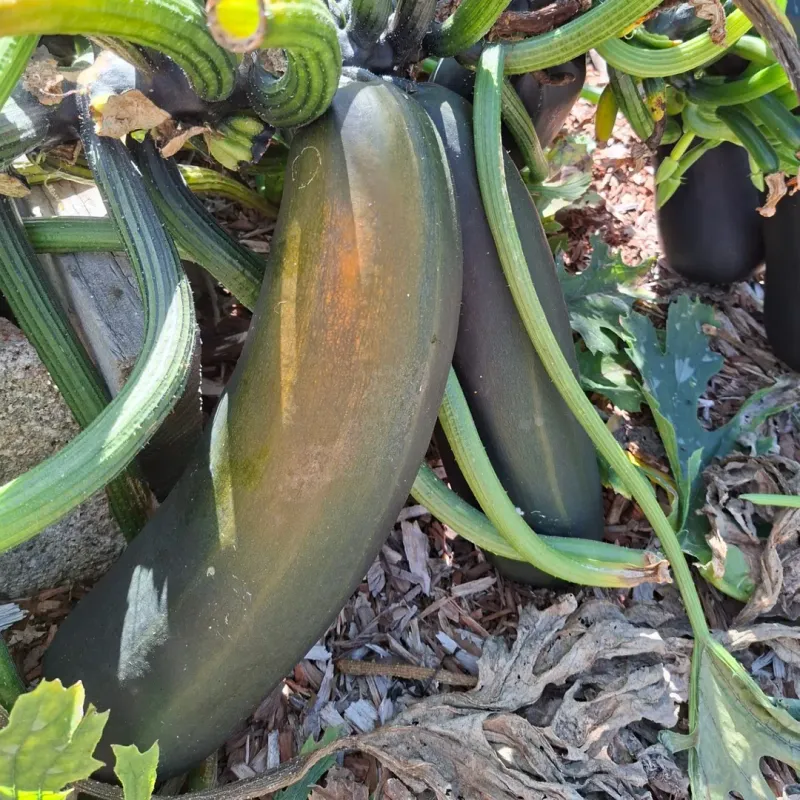 Zucchini Starts Fast And Thrives In Warm Soil