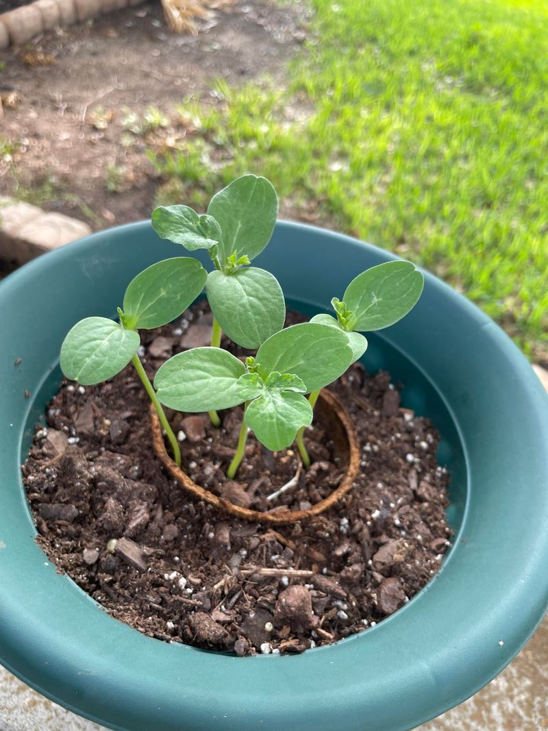 Melons Sweeten Gardens With Early-Season Transplants