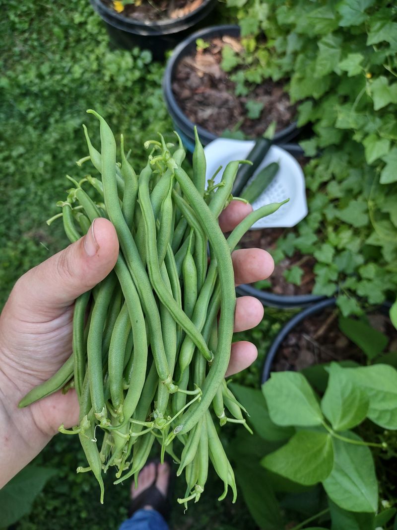 Bush Beans Grow Fast And Handle Late Spring Planting