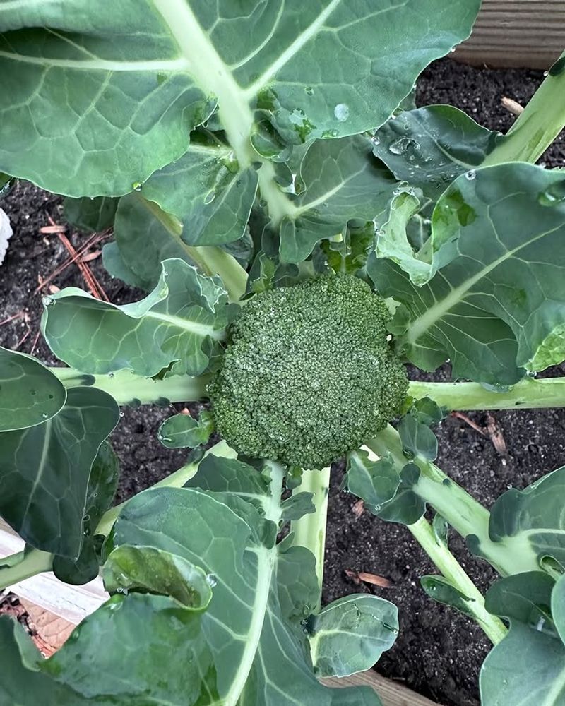 Broccoli That Competes For Cool Season Resources