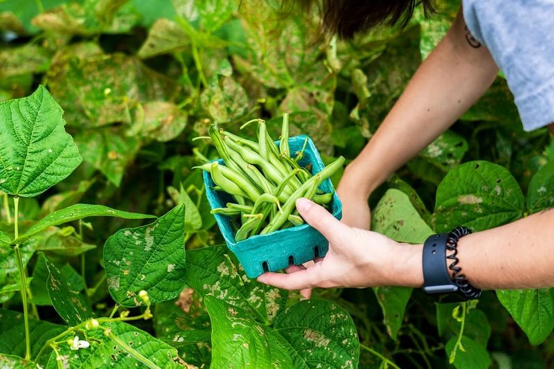 Beans That Prefer Milder Conditions