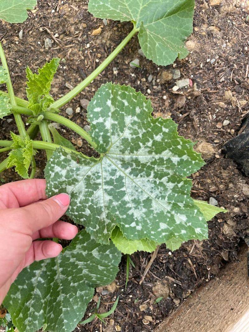 Powdery Mildew Shows Up Late In The Season