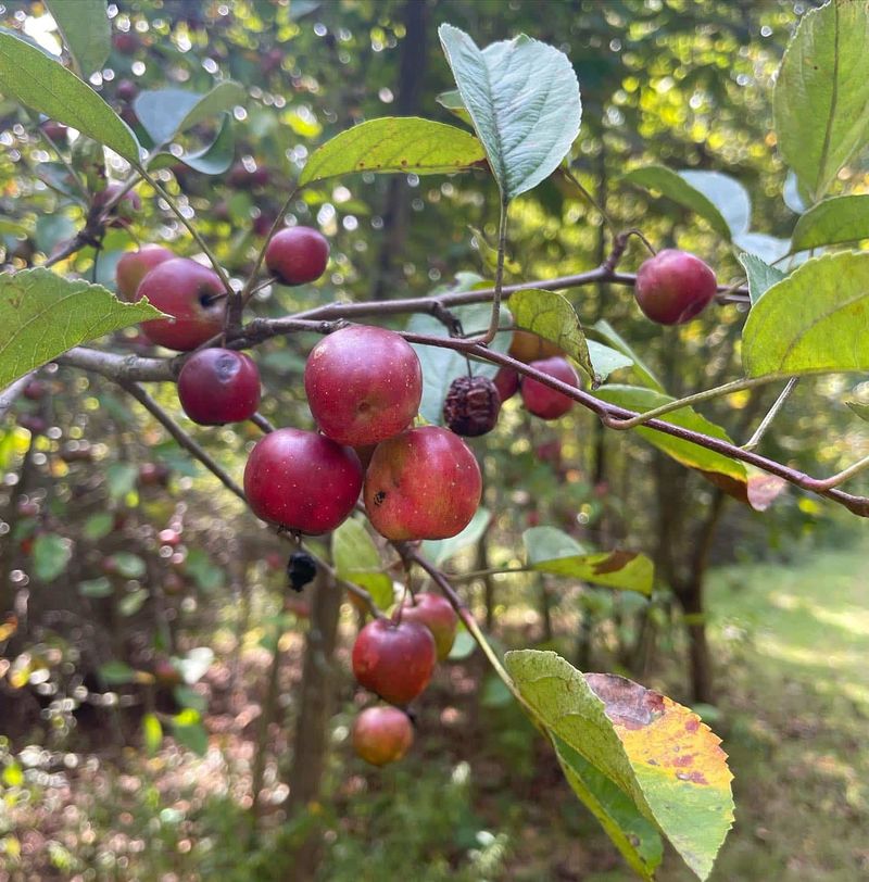 Crabapples (Malus Spp.)